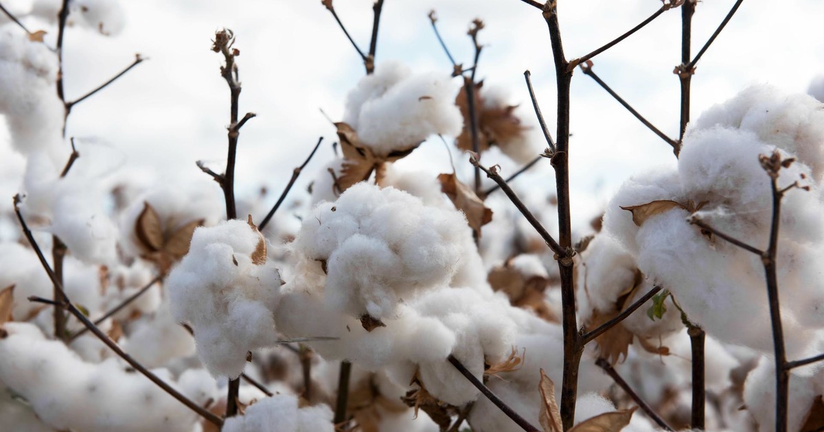Cotton (Kenya) ADAMA East Africa